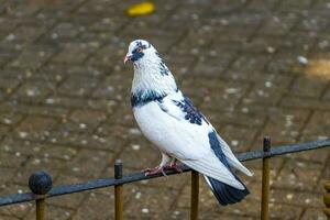 majestuoso Paloma pájaro palomas aves en alajuela en costa rico foto