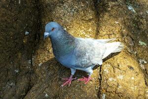 Majestic pigeon bird pigeons birds in Alajuela in Costa Rica. photo