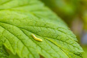 Small green yellow caterpillar eats green foliage leaf in Germany. photo