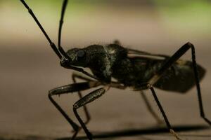 negro insecto cazador encontró caminando en un hoja foto