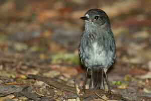 North Island Robin of New Zealand photo