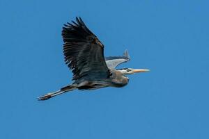 Great Blue Heron photo