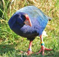 Takahe Rail of New Zealand photo