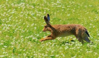 Large European Hare photo