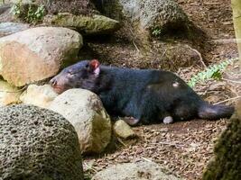 Tasmanian Devil in Australia photo