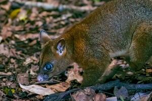 Coppery Brush-tailed Possum photo