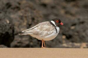 Hooded Plover in Australia photo