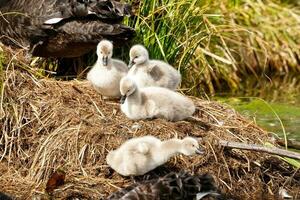 Black Swan in Australasia photo