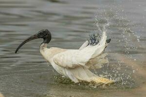 Australian White Ibis photo