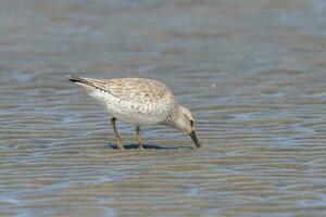 Lesser or Red Knot photo