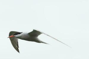 Common Tern in Australasia photo