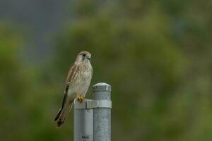 Australian Nankeen Kestrel photo