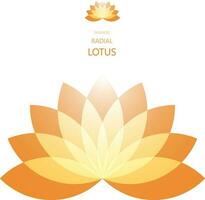 Radial Lotus flower vector