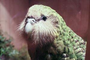 kakapo en peligro de extinción noche loro de nuevo Zelanda foto