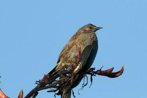 Dunnock cobertura gorrión foto