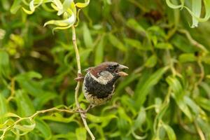 Common House Sparrow photo