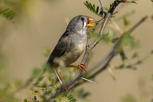 Zebra Finch wild in Australia photo