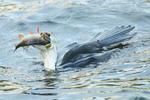 Little Shag in New Zealand photo