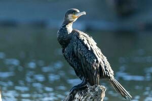 Black Shag Cormorant in New Zealand photo