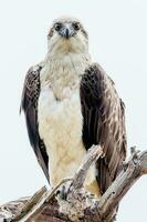 Osprey the Fish Eagle photo