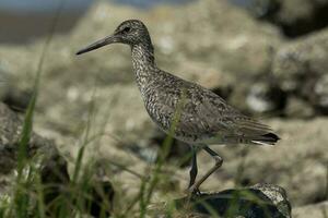 Willet Shorebird in USA photo