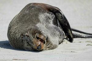 New Zealand Fur Seal photo