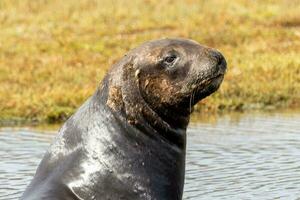 New Zealand Sea Lion photo