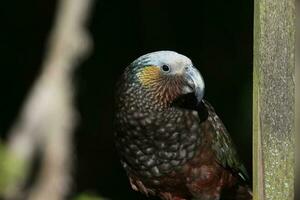 South Island Kaka Parrot photo