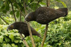 North Island Kaka Parrot photo