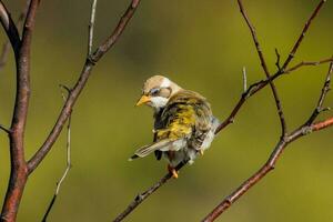 Black Chinned Honeyeater photo