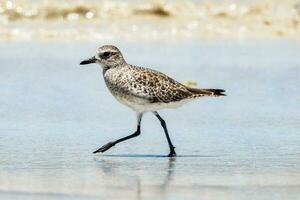 Grey or Black-bellied Plover photo