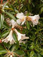 rododendro planta y flor foto