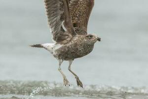 Black-backed Gull in New Zealand photo