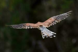 Australian Nankeen Kestrel photo