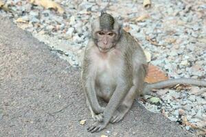 mono macaco de cola larga foto
