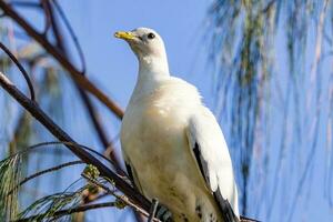 Pied Imperial Pigeon photo