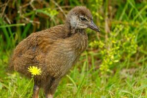 weka endémico carril de nuevo Zelanda foto