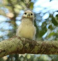 White Tern in Australia photo