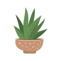 cute cacti and succulent in pot on white background. Vector illustration.