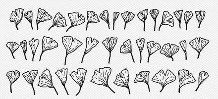 Gingko biloba collection. Hand drawn illustration of maidenhair tree. vector