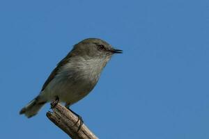 Grey Warbler Gerygone from New Zealand photo