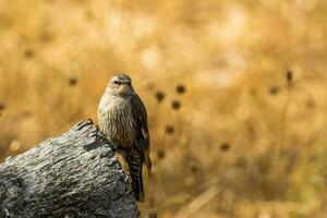 Brown Treecreeper in Australia photo