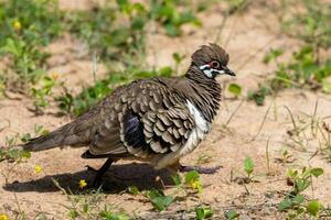 Squatter Pigeon in Australia photo