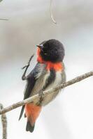 Mistletoebird in Australia photo