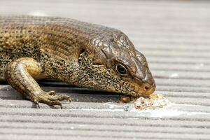 King's Skink of Australia photo