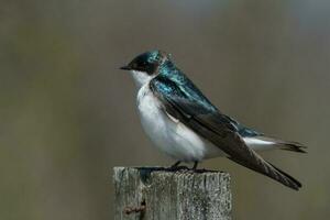 árbol golondrina pájaro foto