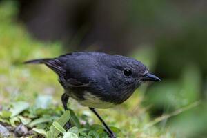 South Island Robin in New Zealand photo