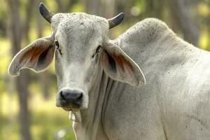 brahmán vaca en Australia foto