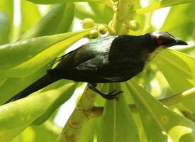 Metallic Starling in Australia photo