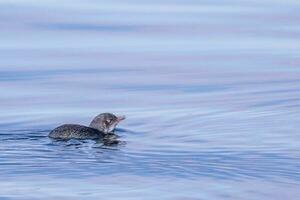 Little Blue or Fairy Penguin photo